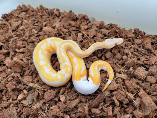 Dreamsicle Ball Python by B. McEver Reptiles