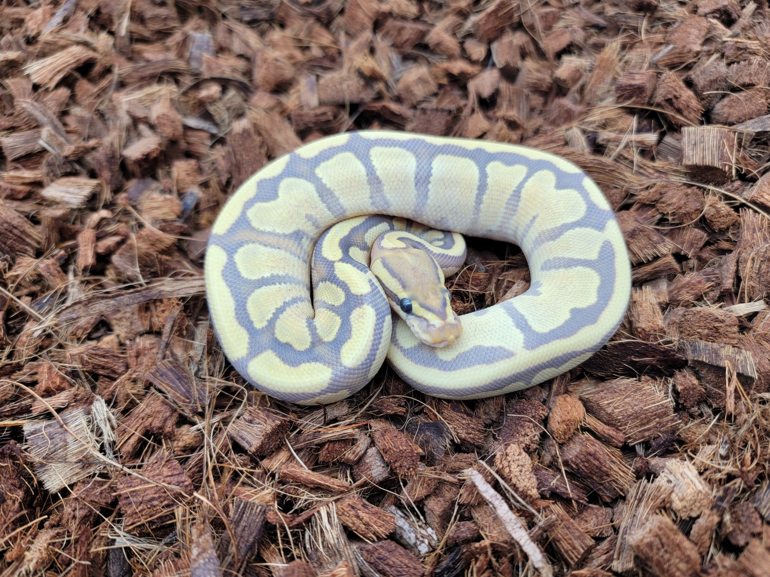 Orange Dream Enchi Pastel Hypo Het Piebald Ball Python by B. McEver ...
