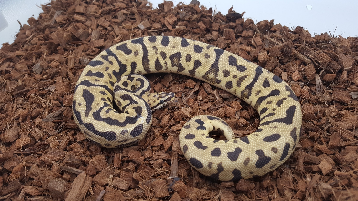 Fire Leopard Spotnose Het Clown Ball Python by B. McEver Reptiles ...