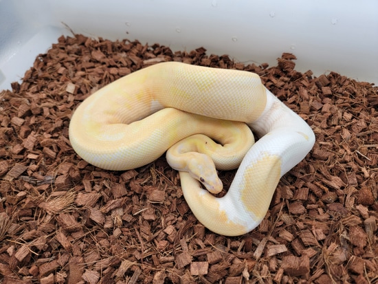 Proven Dreamsicle Ball Python by B. McEver Reptiles