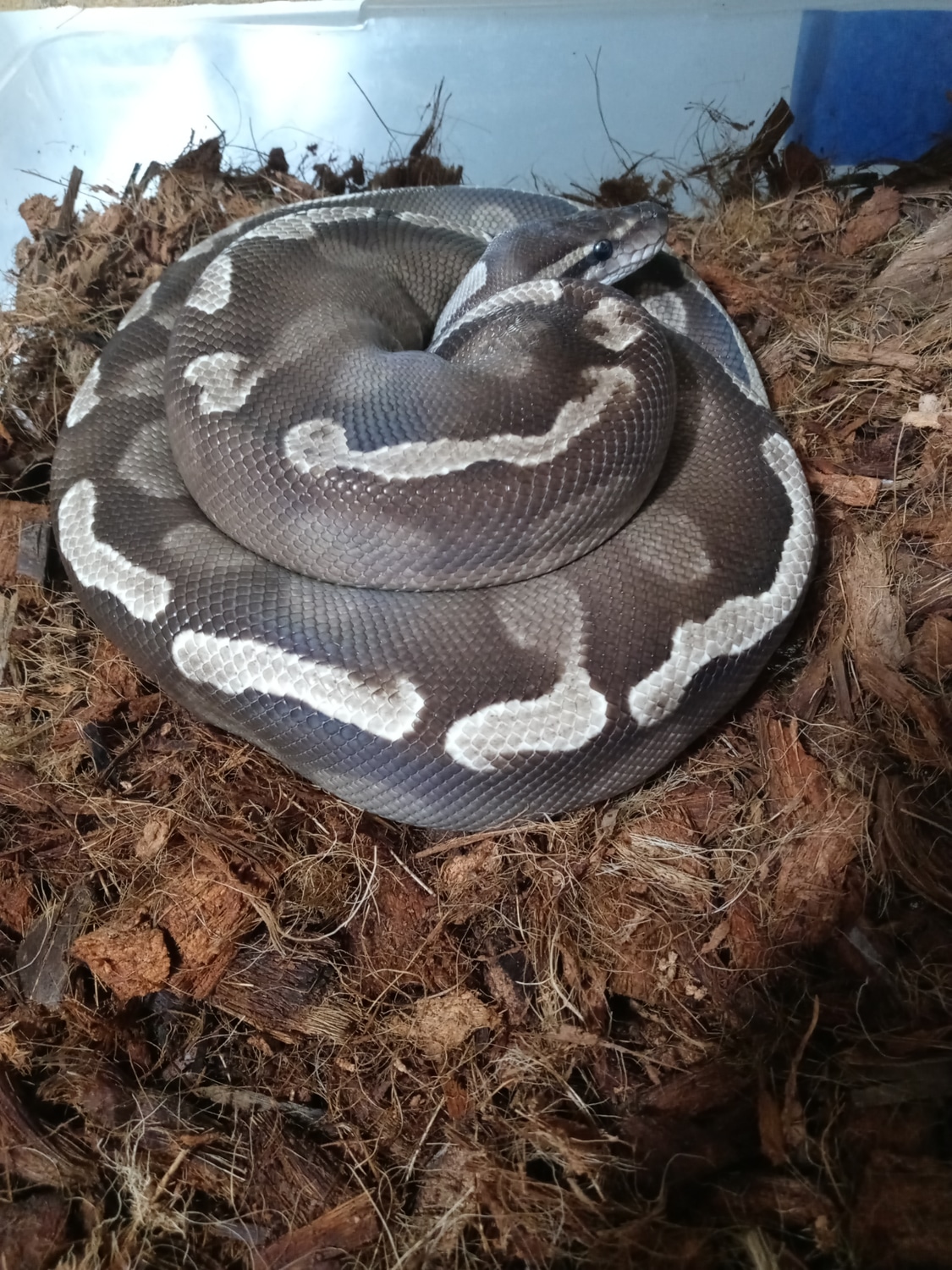 Ghi Mojo/mojave Ball Python by BreedPool Reptilia Development - MorphMarket