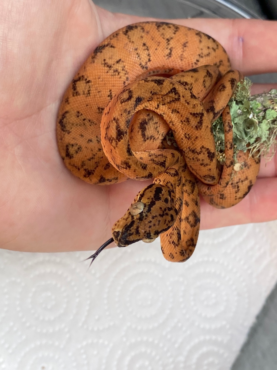 CB Colored Orange Amazon Tree Boa by One Reptile Beyond MorphMarket