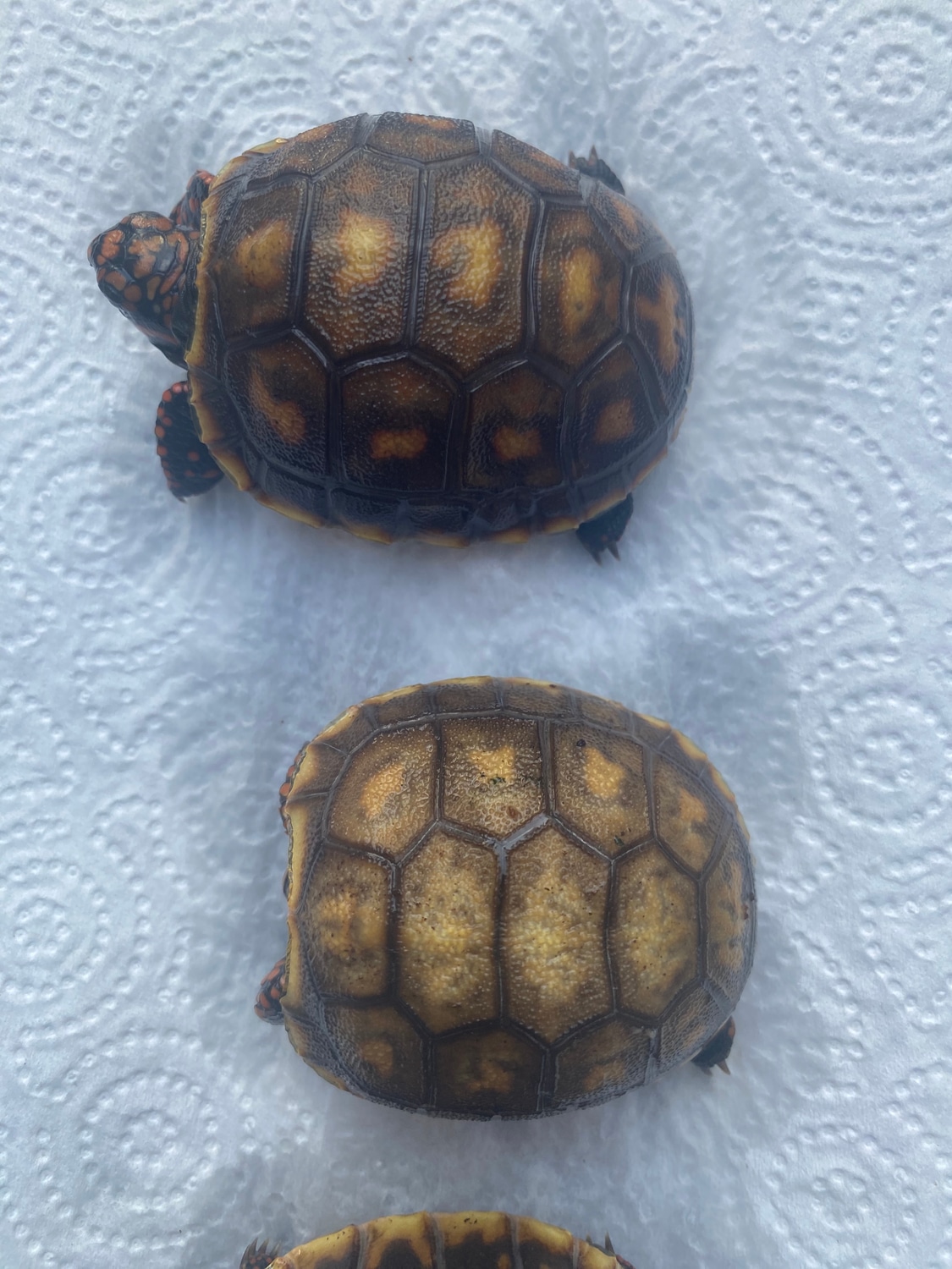 Guyana Redfoot Tortoise Redfooted Tortoise by One Reptile Beyond