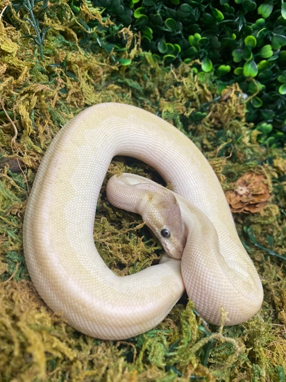 Super Mojave BEL Ball Python by Tarzann Exoticz
