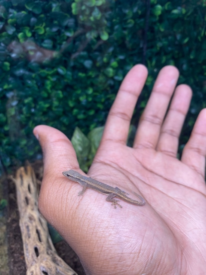 Cameroon Dwarf Gecko More Gecko By Tarzann Exoticz cameroon-dwarf-gecko-more-gecko-by-tarzann-exoticz