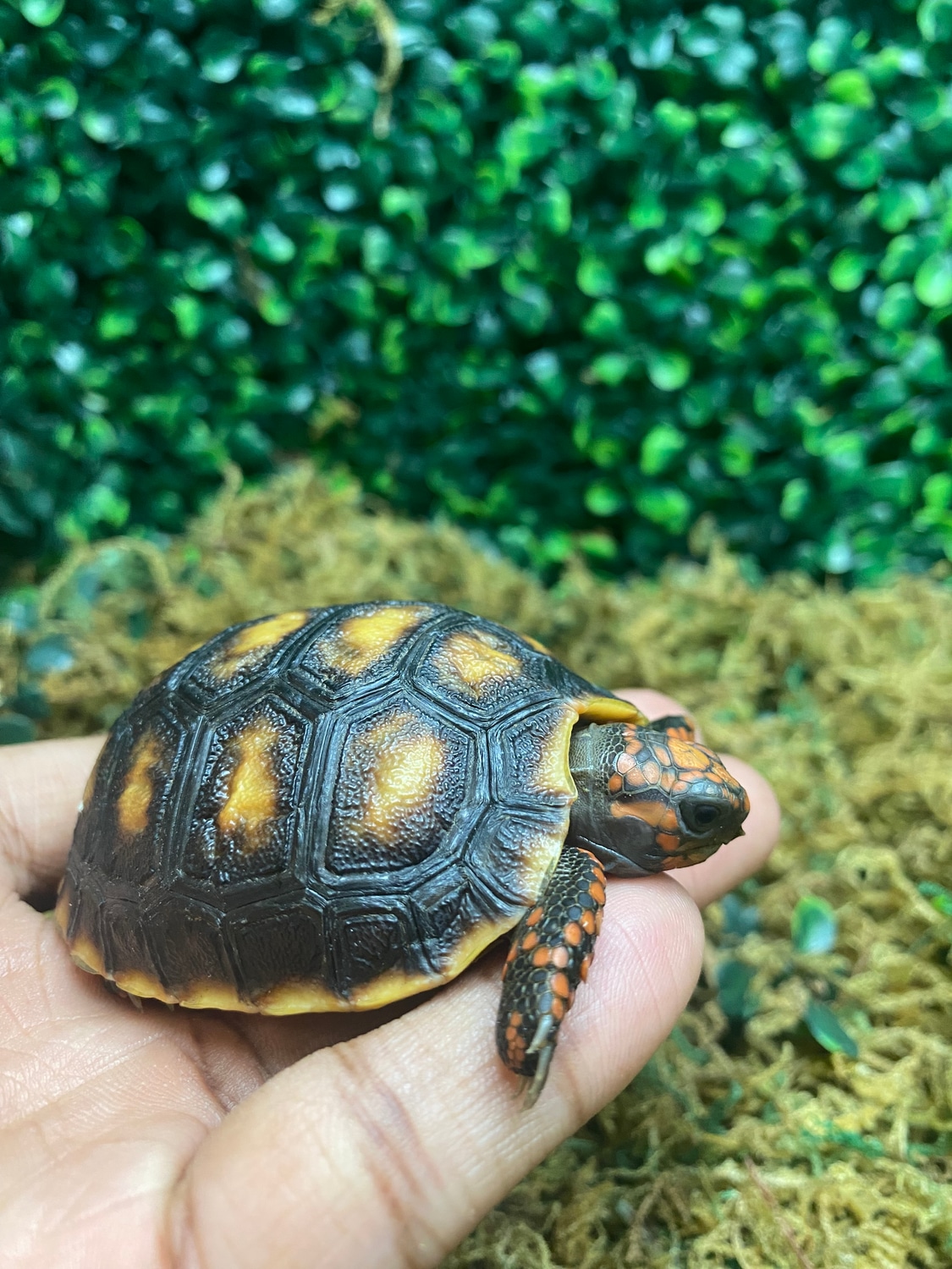 Red Foot Tortoise RedFooted Tortoise by Tarzann Exoticz MorphMarket