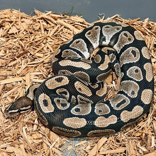 'Sonny ' Adult Male Ball Python by Badgerland Reptile Rescue