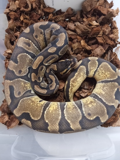 Bail Python Enchi Ball Python by Free State Ballz