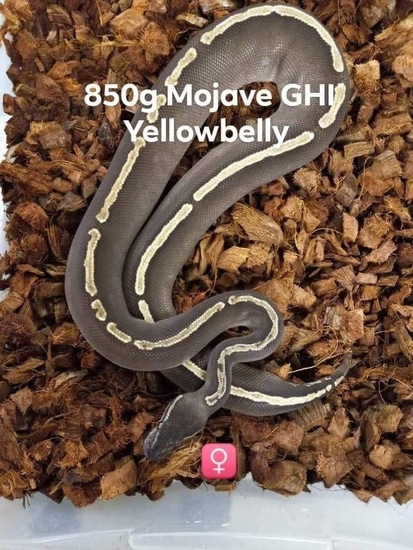 Bail Python Mojave GHI Yellowbelly Possibly Trick Ball Python by Free State Ballz