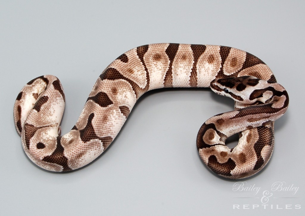 Super Enchi VPI Axanthic 1 Ball Python by Bailey & Bailey Reptiles