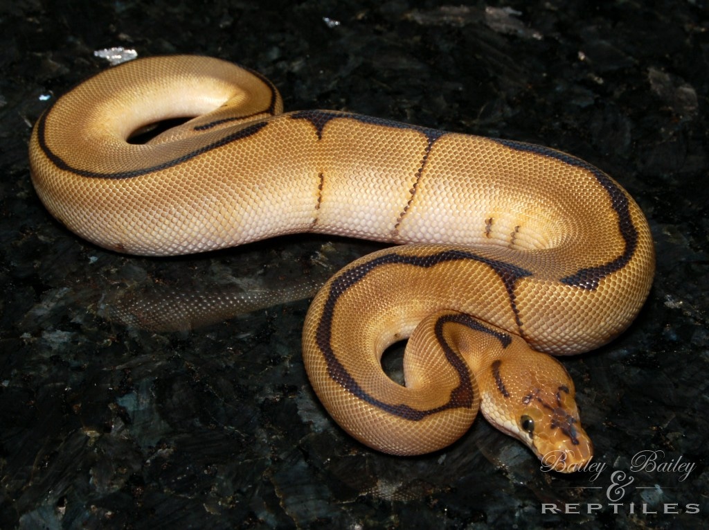 Blade Spider Clown Ball Python by Bailey & Bailey Reptiles - MorphMarket