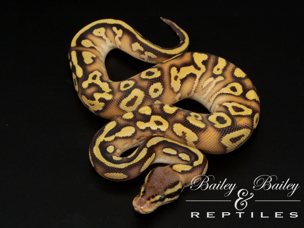 Pastel Sulfur Mojave Yellow Gene Mirage Ball Python by Bailey & Bailey ...
