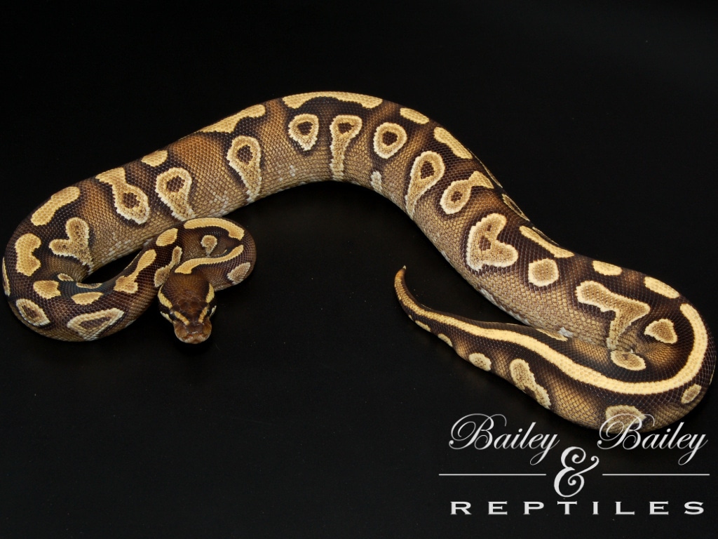 Yellow Gene Mojave Mirage Ball Python by Bailey & Bailey Reptiles ...
