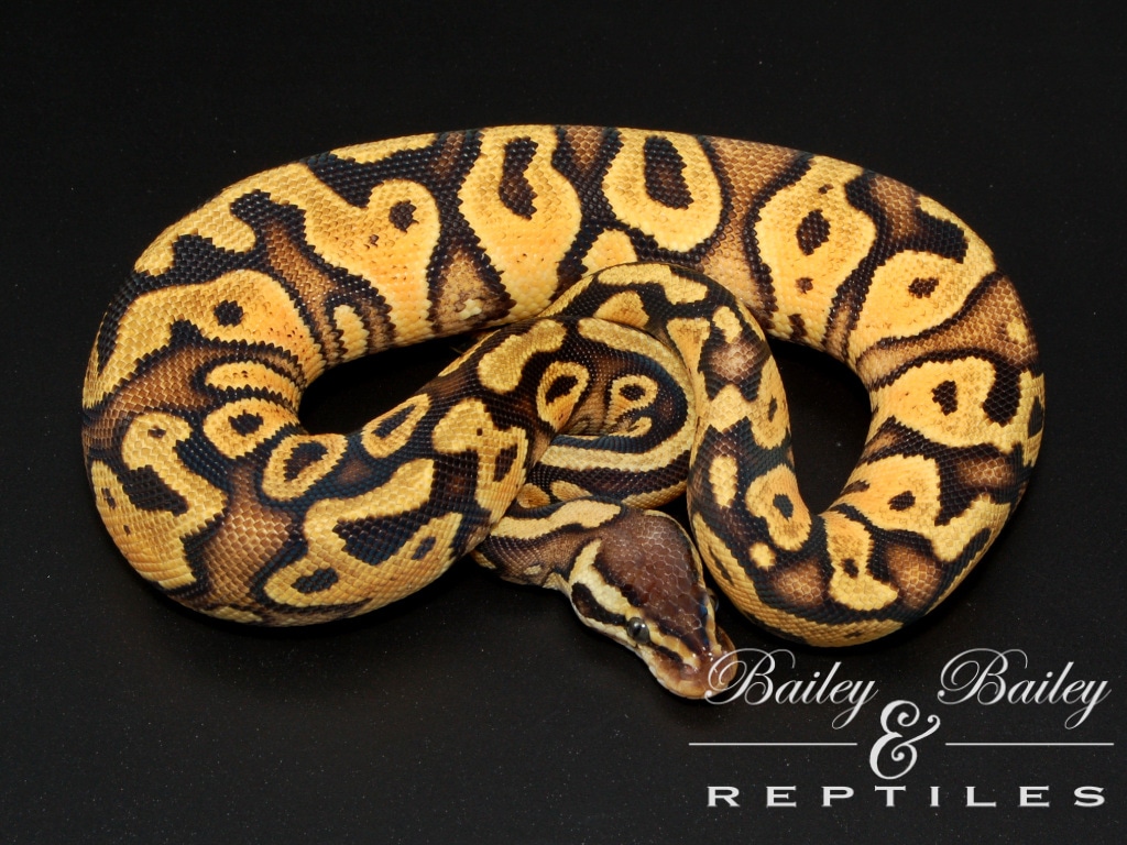 Pastel Yellow Belly Mirage 50% Het Sunset #2 Ball Python by Bailey ...
