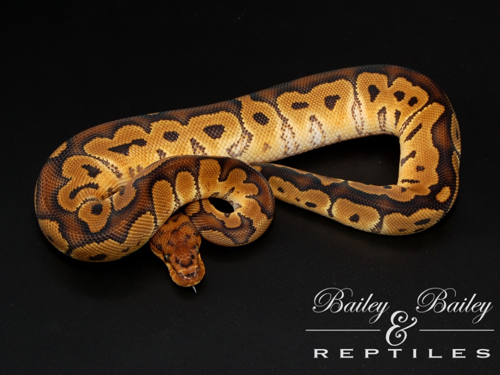 *no reserve* fire orange dream clown ball python by... Clown Possible Orange Dream #2 Ball Python by Bailey & Bailey Reptiles ...