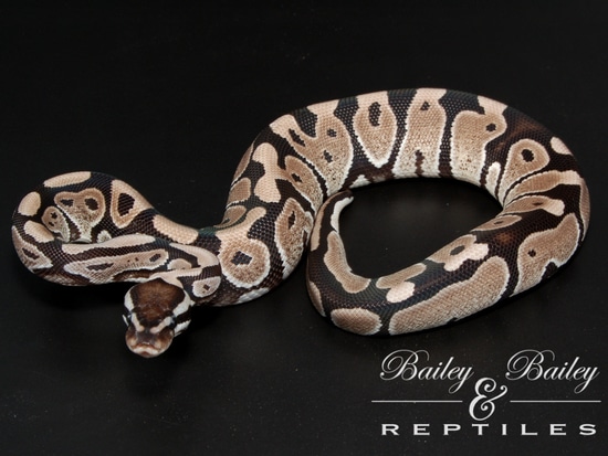 VPI Axanthic 66% Het Lavender Albino Ball Python by Bailey & Bailey ...