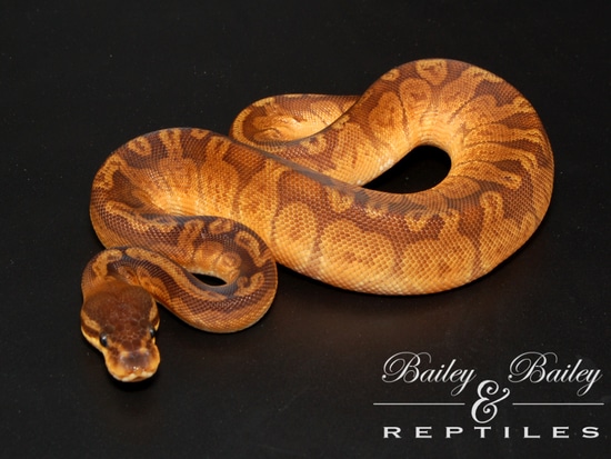 Sunset Ball Python by Bailey & Bailey Reptiles