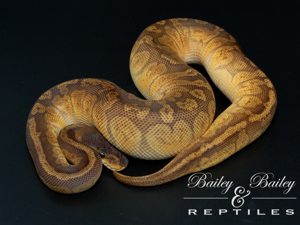 Sunset #2 Ball Python by Bailey & Bailey Reptiles - MorphMarket