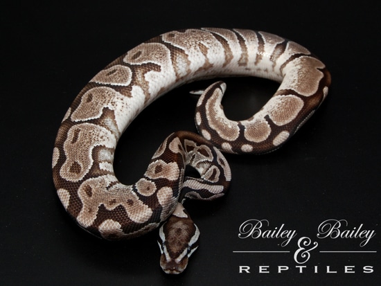 Enchi VPI Axanthic Het Hypo #3 Ball Python by Bailey & Bailey Reptiles