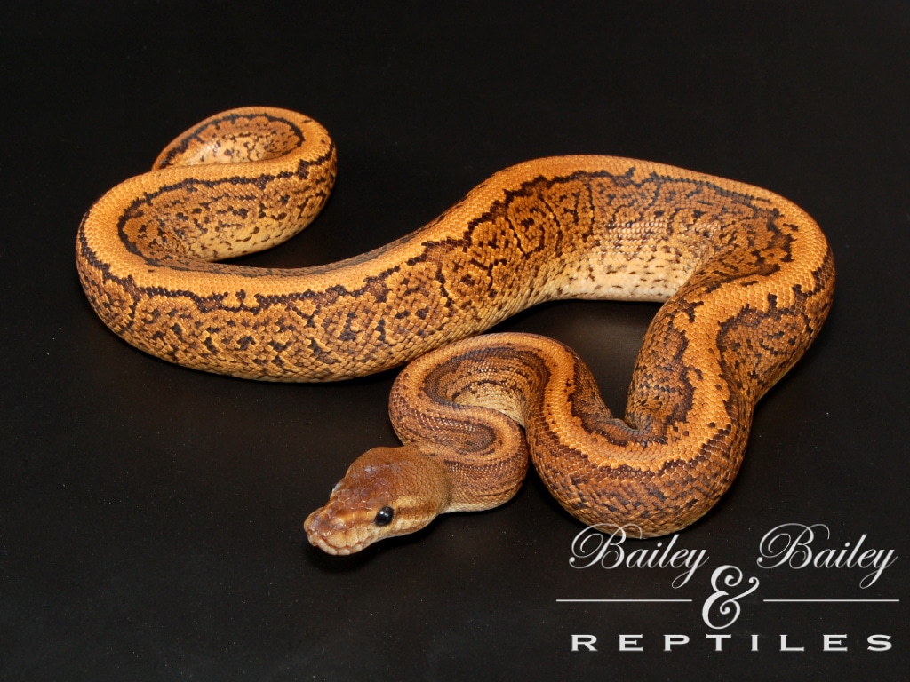 Red Stripe Pinstripe Black Pastel Trick #1 Ball Python by Bailey ...