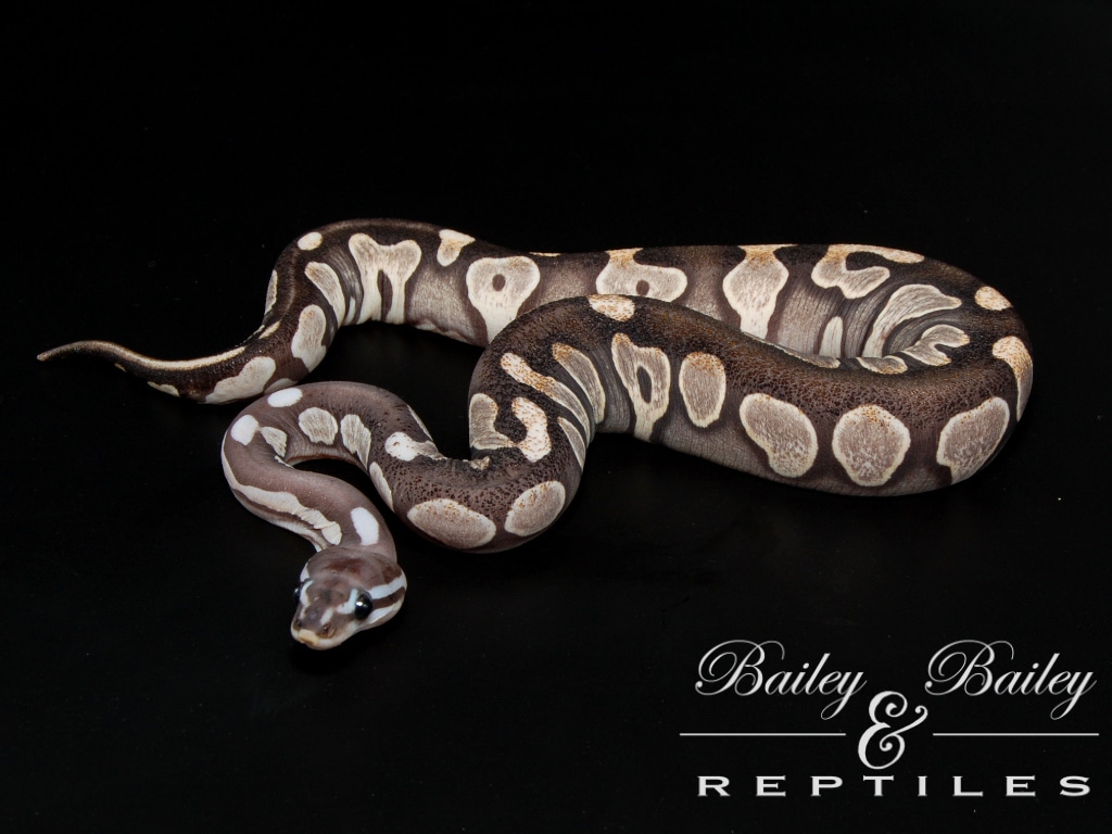 Scaleless Cinnamon #1 Ball Python by Bailey & Bailey Reptiles - MorphMarket