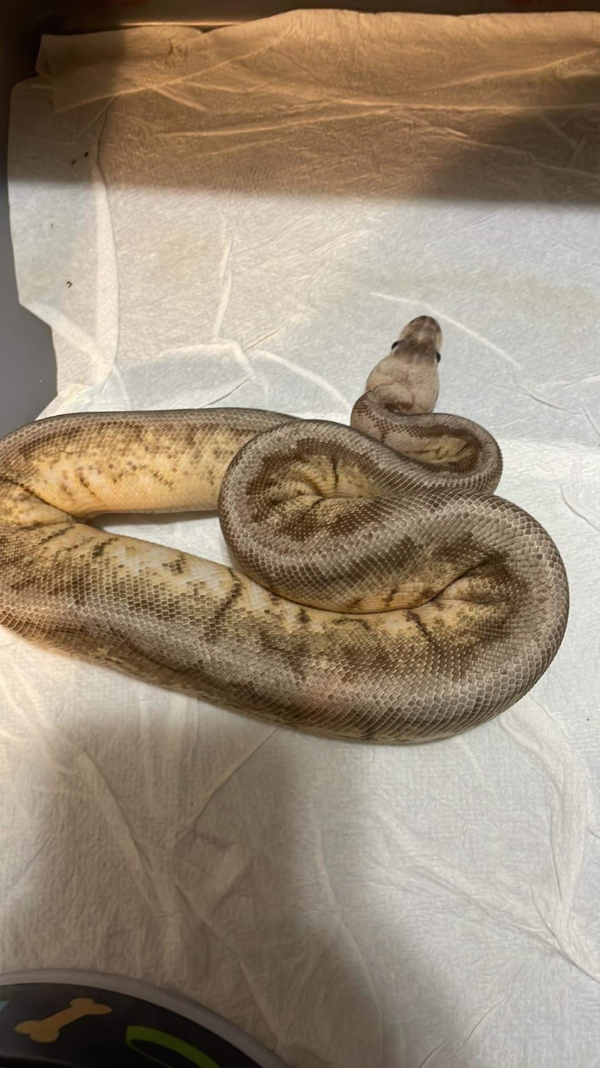Pewter Spinner Ball Python by Indy scales and tails - MorphMarket