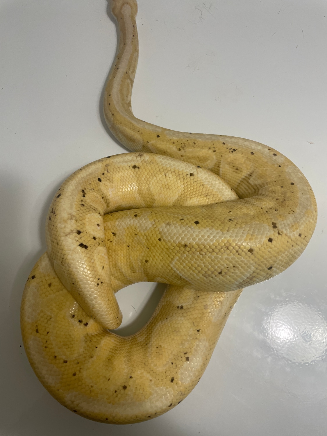 Banana Ball Python by Indy scales and tails MorphMarket