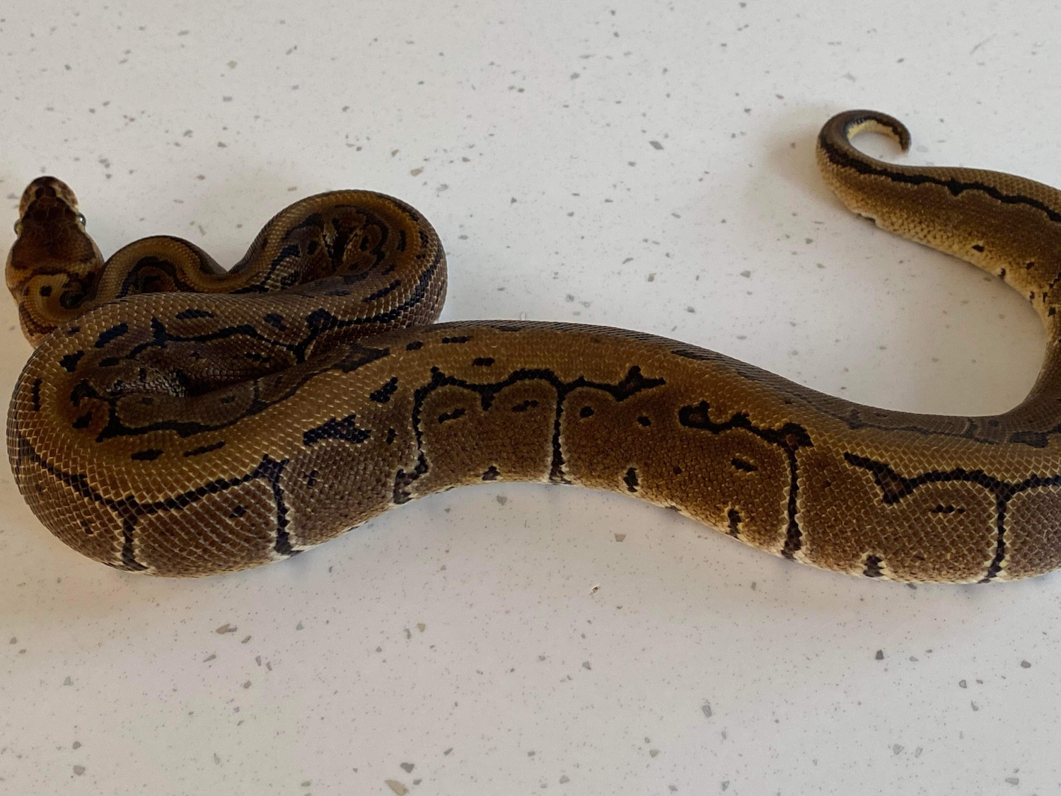 Pinstripe Het Pied Ball Python by Bailey’s Reptile’s and Pet Supplies