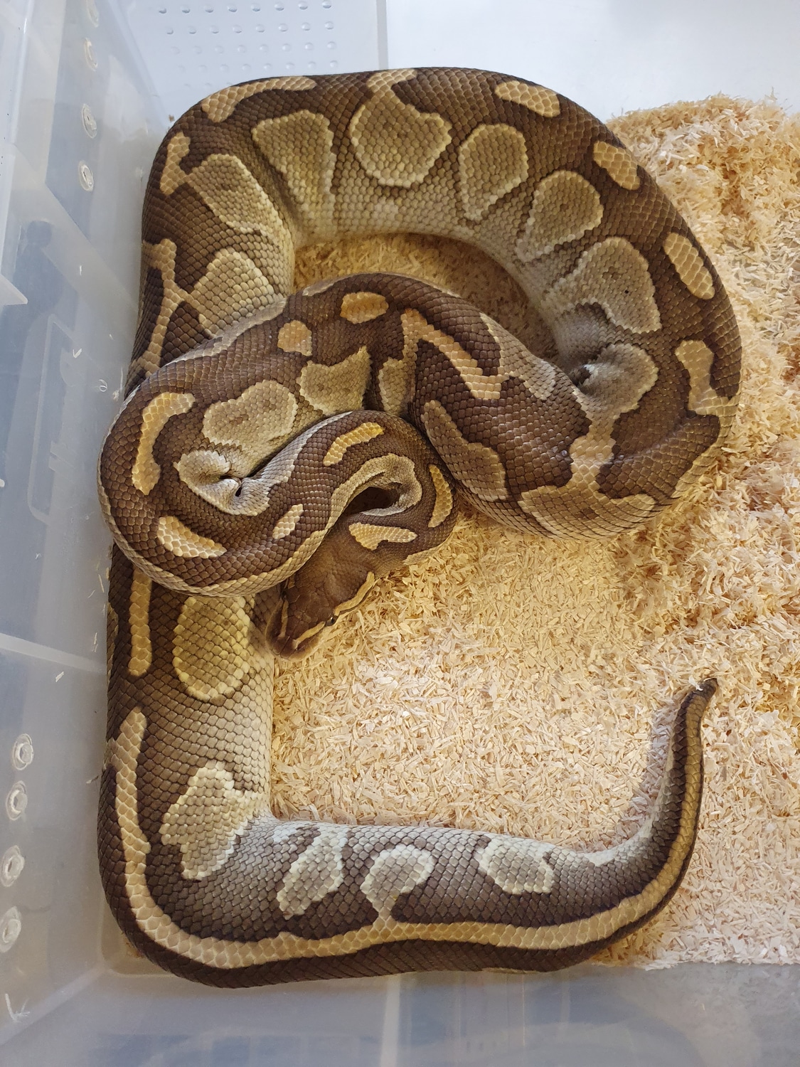 Butter Het Orange Ghost Ball Python by Ace Royals uk - MorphMarket