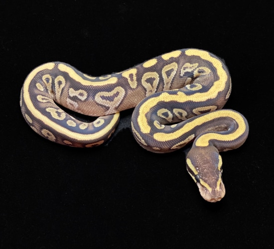 Mojave Trick Black Pastel Ball Python by Blue Line Morphs