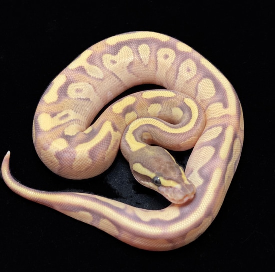 Pastel Butter Enchi Trick Ball Python by Blue Line Morphs