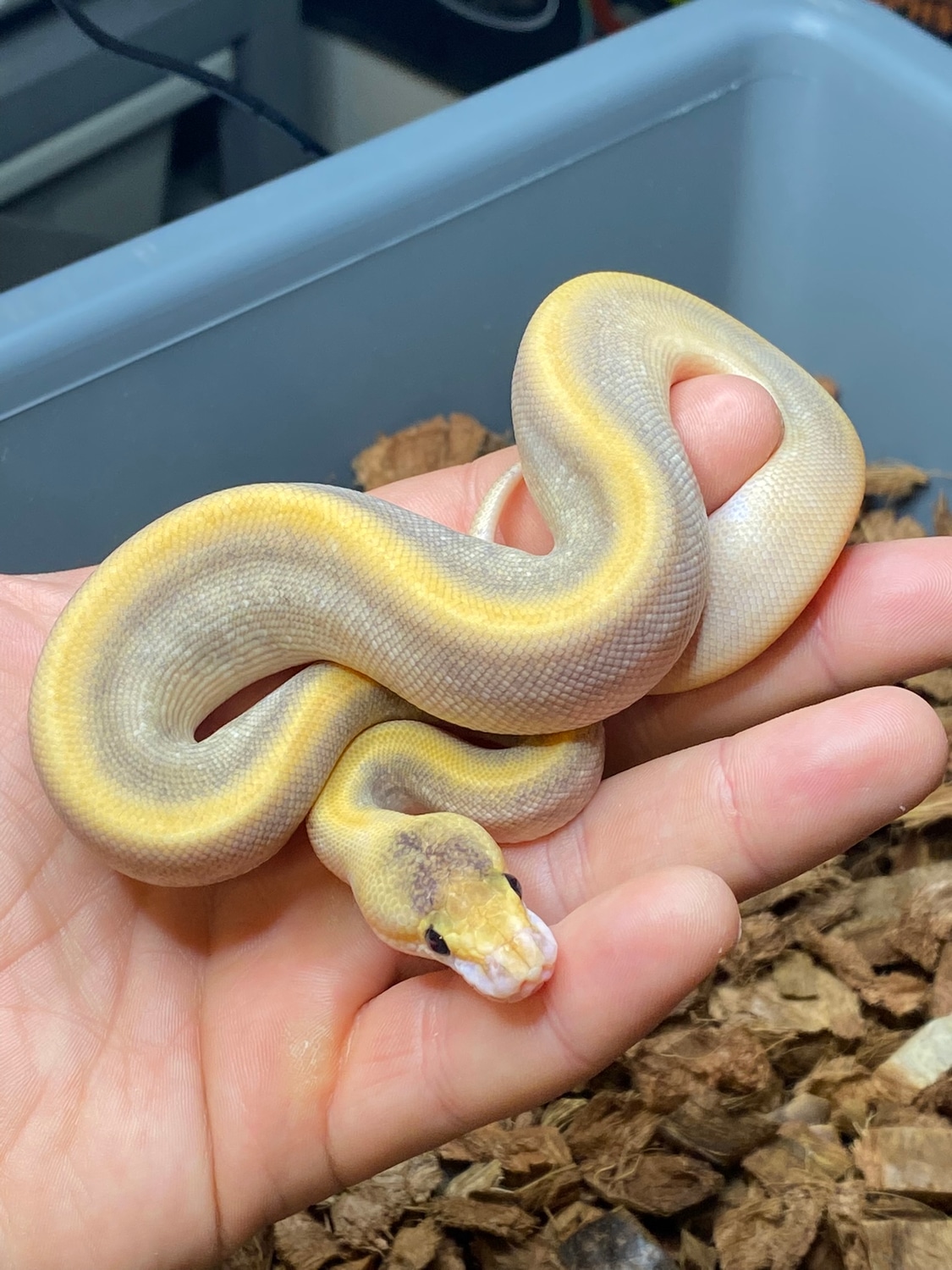 Black Pastel Champagne Ball Python by Blue Line Morphs - MorphMarket