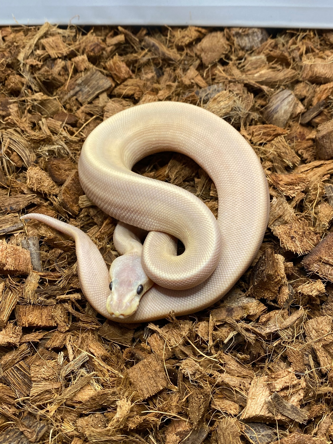 Coral Glow Black Pastel Champagne Mojave Ball Python by Blue Line ...