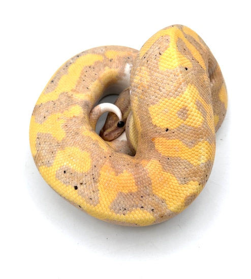 Banana Leopard Pied Ball Python by Blue Line Morphs