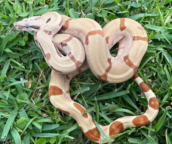 Possible Super Hypo Jungle 100% Het Sharp Albino 100% Het Anery Boa ...