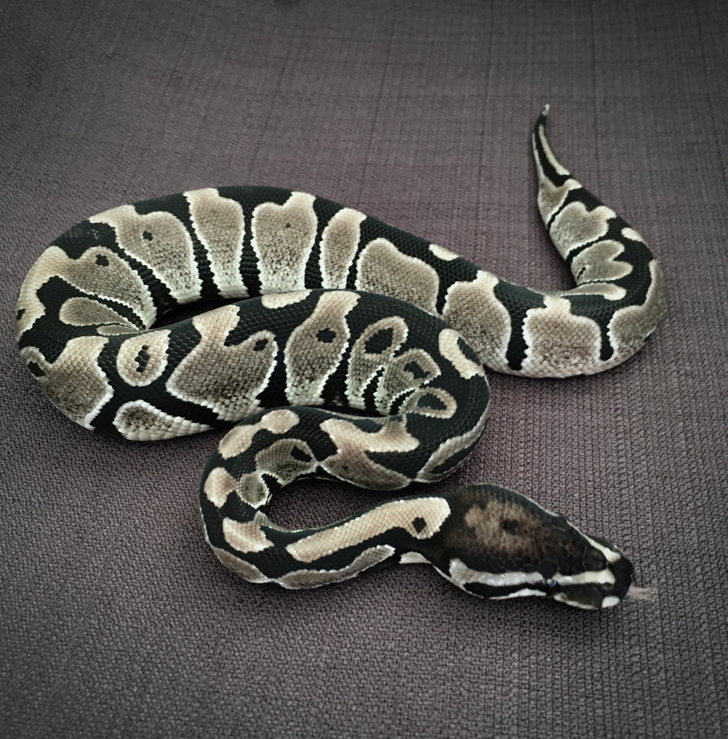 Vanilla Axanthic Tsk Het Ghost Ball Python by Ball Brilliance - MorphMarket