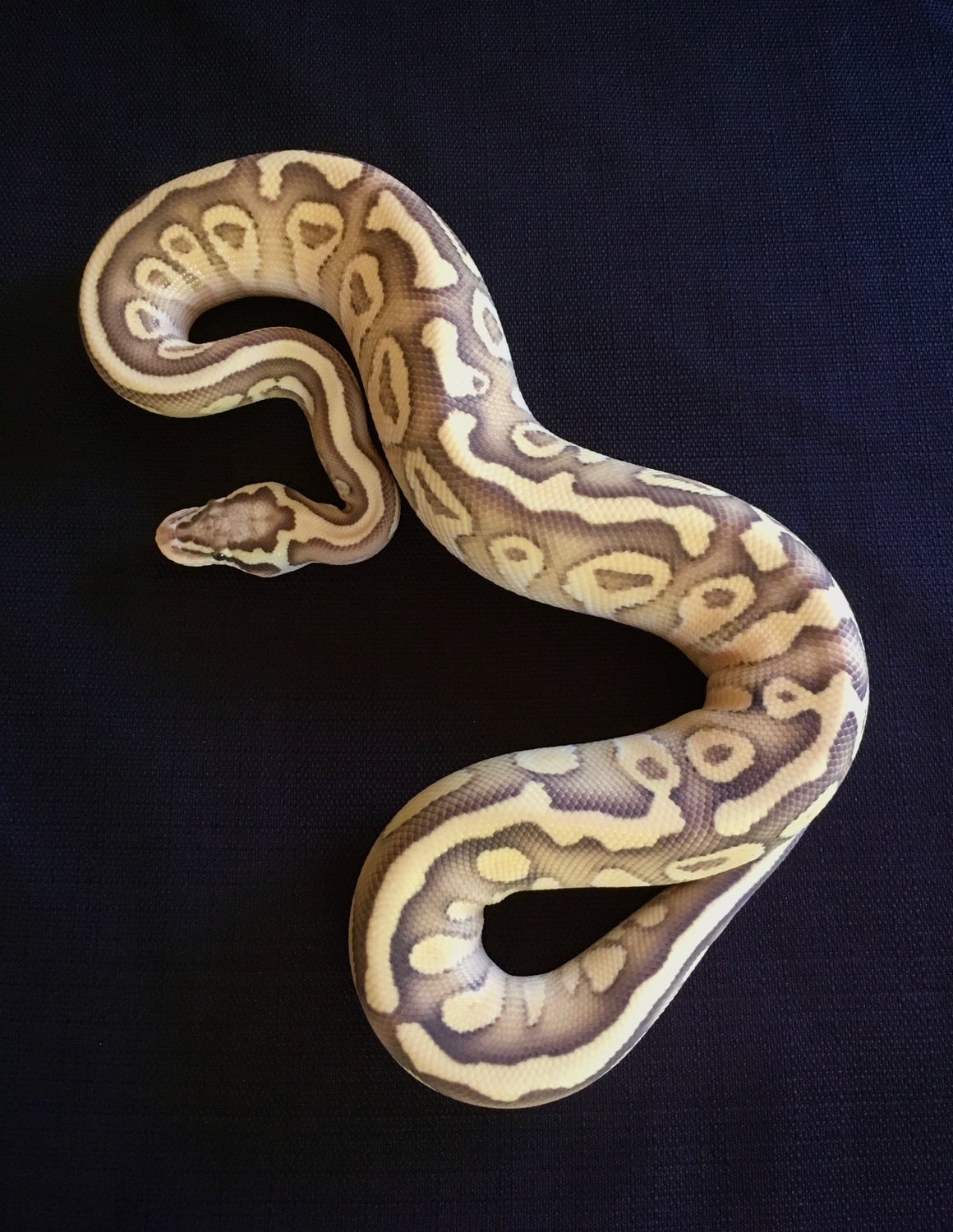 Pastel Fire Lesser Het Clown Het Axanthic Tsk Male Ball Python by Ball