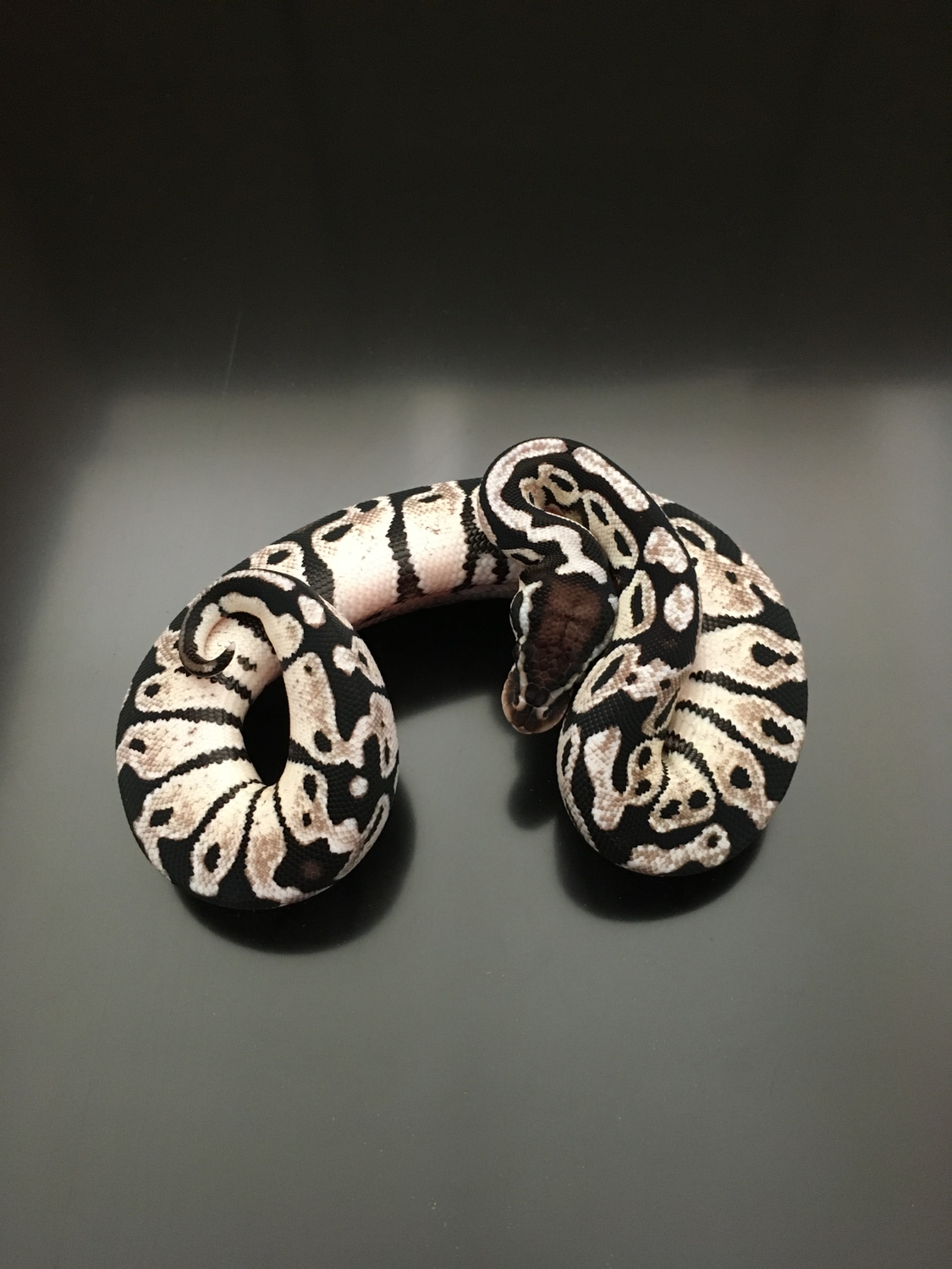 Pastel Axanthic Tsk Ball Python by Ball Brilliance - MorphMarket