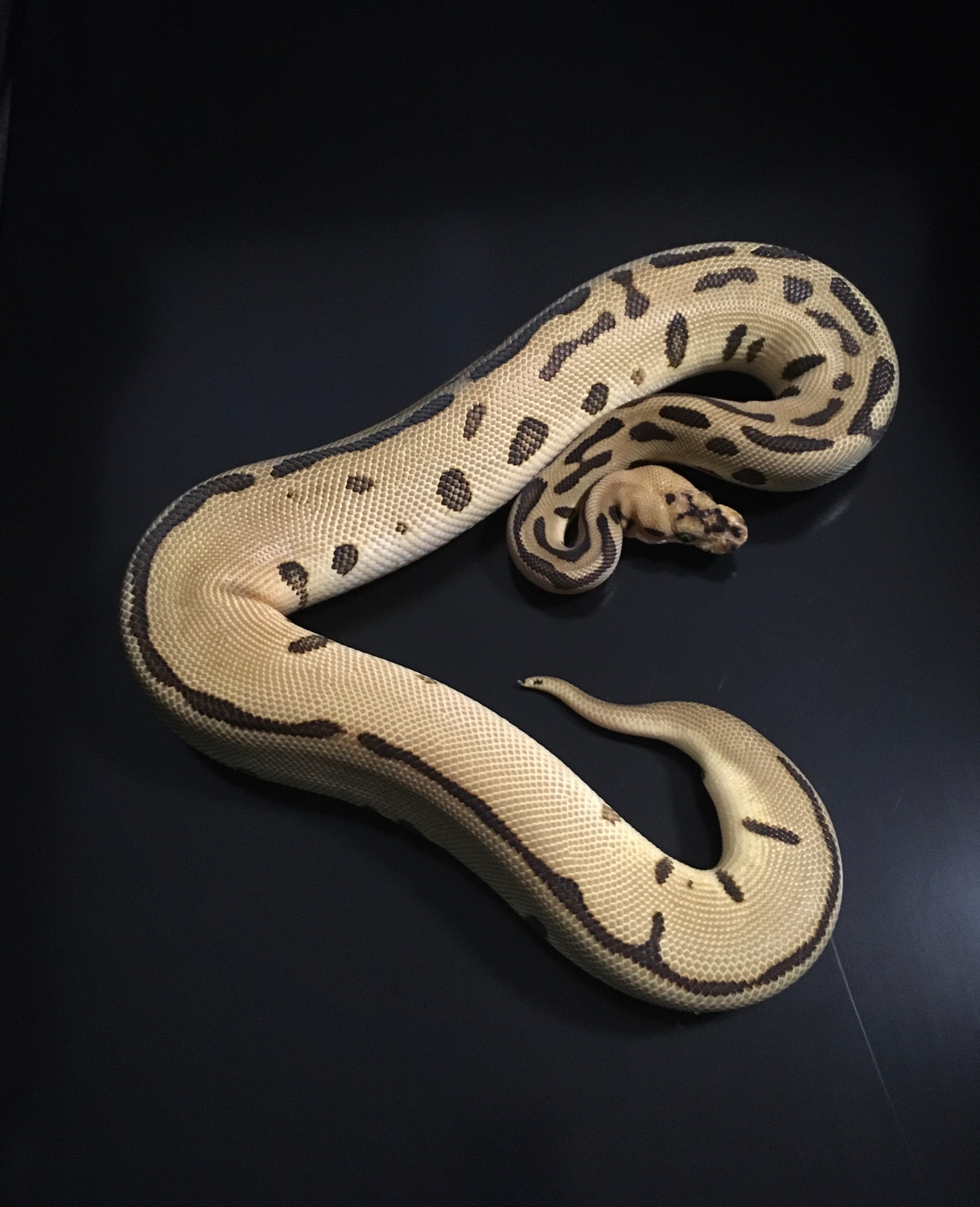 Enchi Batman Ball Python by Ball Brilliance - MorphMarket