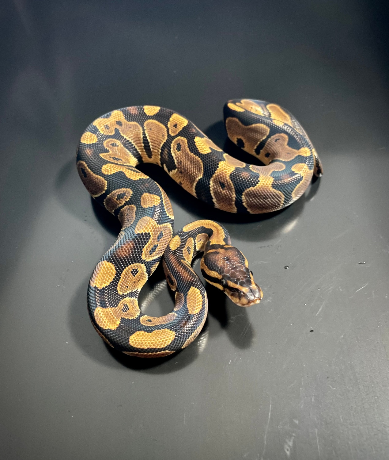 66% Het Sunset Ball Python by Ball Brilliance - MorphMarket