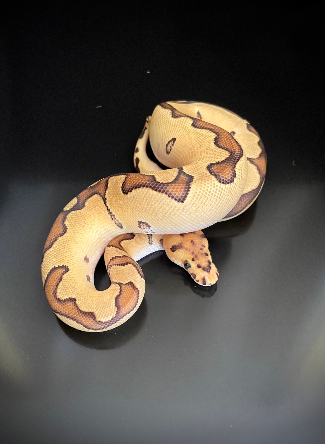 Fire Enchi Clown Ball Python by Ball Brilliance - MorphMarket