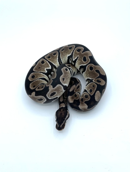 Axanthic Tsk Het Clown Ball Python by Ball Brilliance