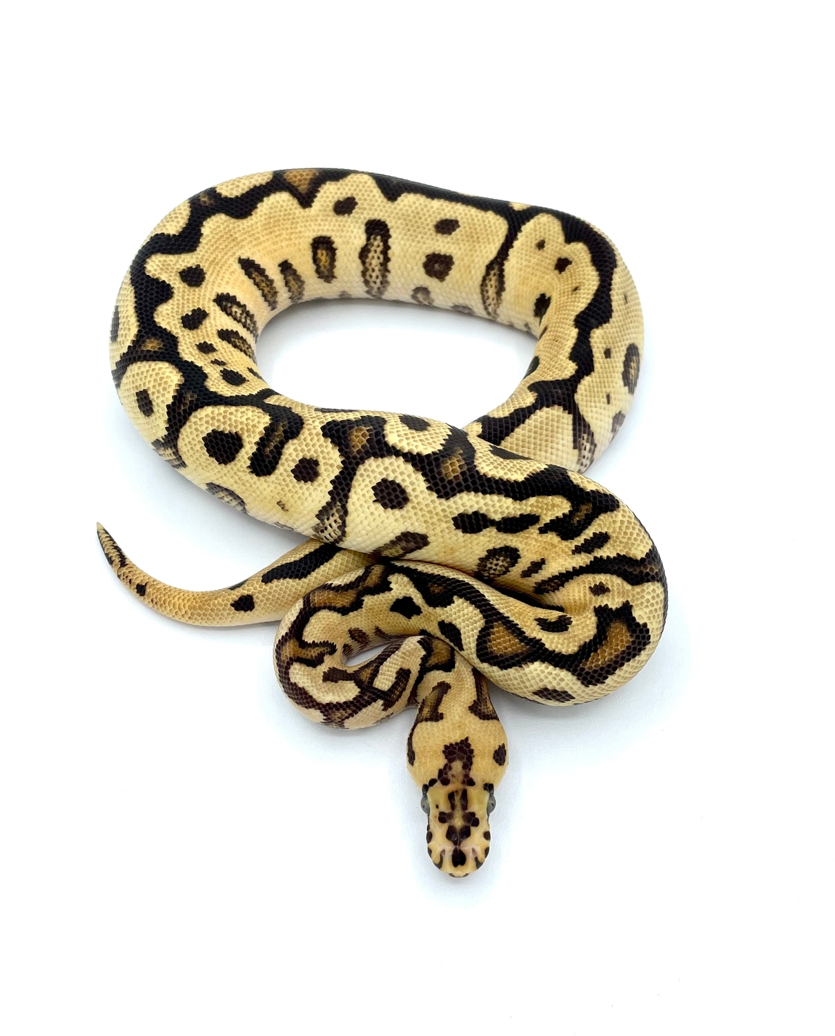 Fire Orange Dream Spotnose Clown Ball Python by Ball Brilliance ...