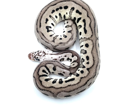 Pastel Axanthic Tsk Clown Ball Python by Ball Brilliance - MorphMarket