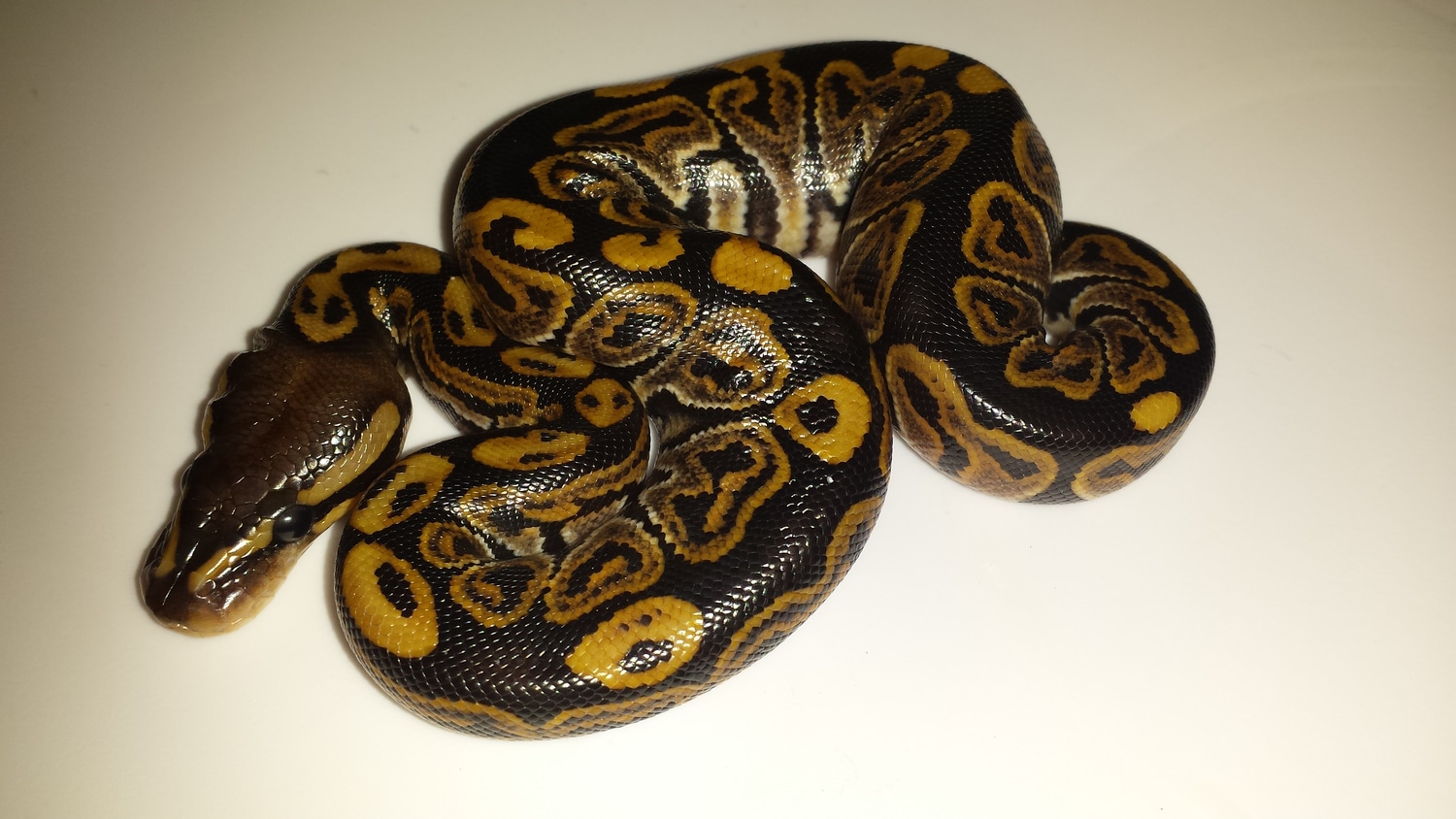 Huffman Ball Python by BallMart MorphMarket