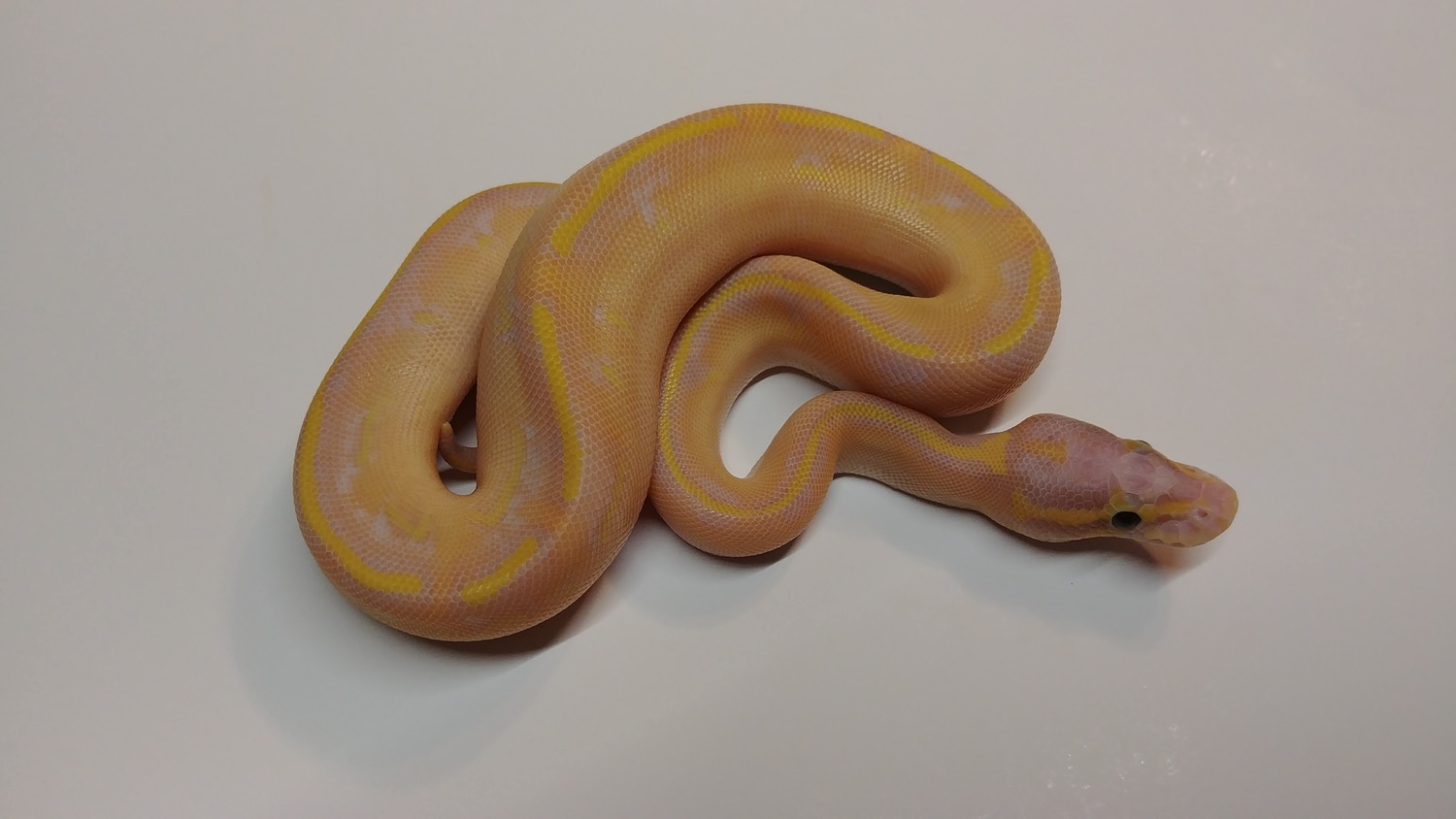 Banana Highway Ball Python by BallMart MorphMarket