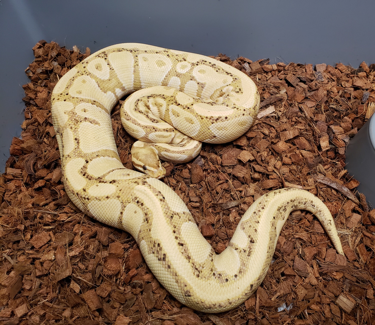 Banana Het Pied Ball Python by Ball-Mart - MorphMarket