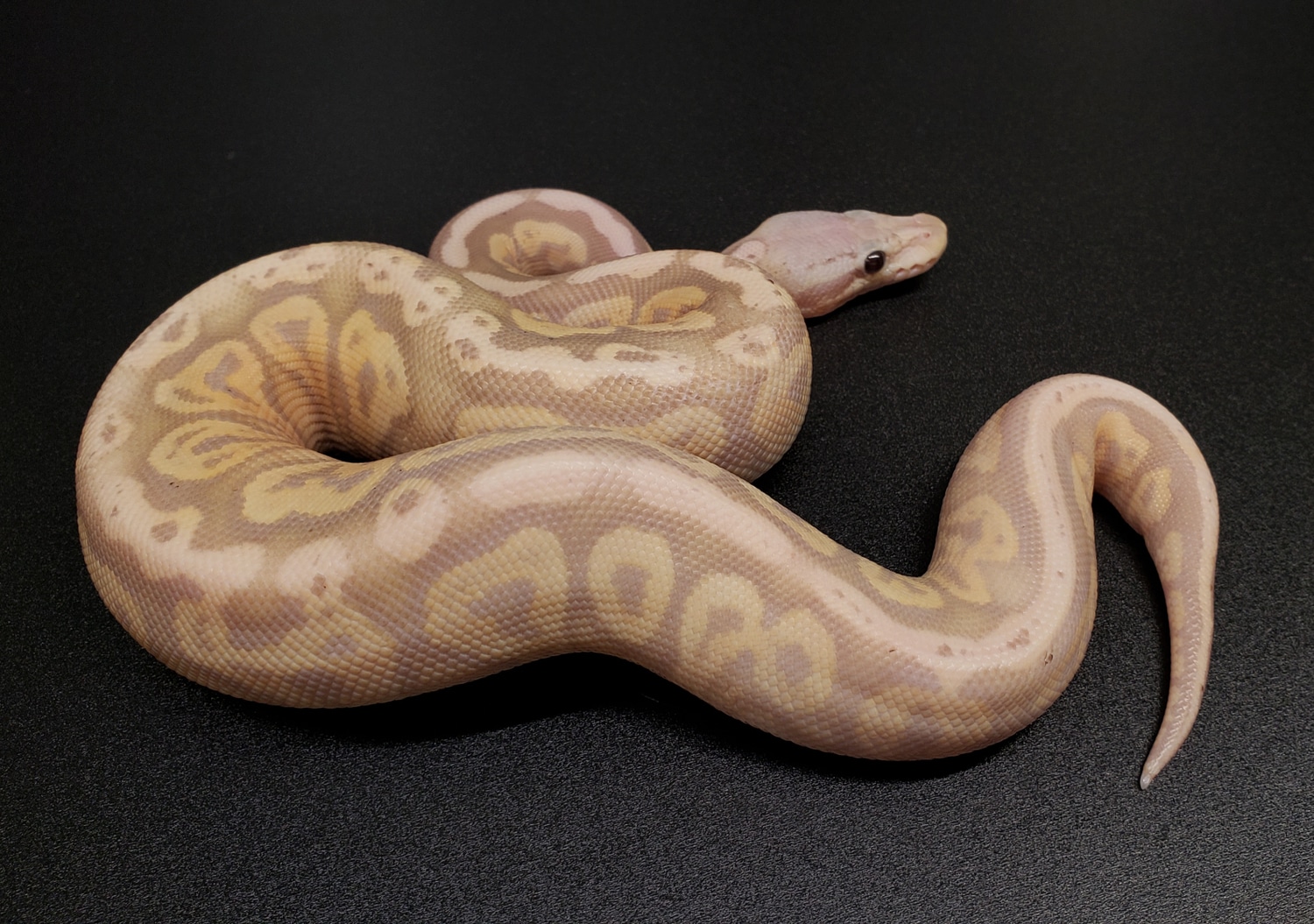 Orange Dream Super Pastel Black Pastel Banana Ball Python by Ball-Mart