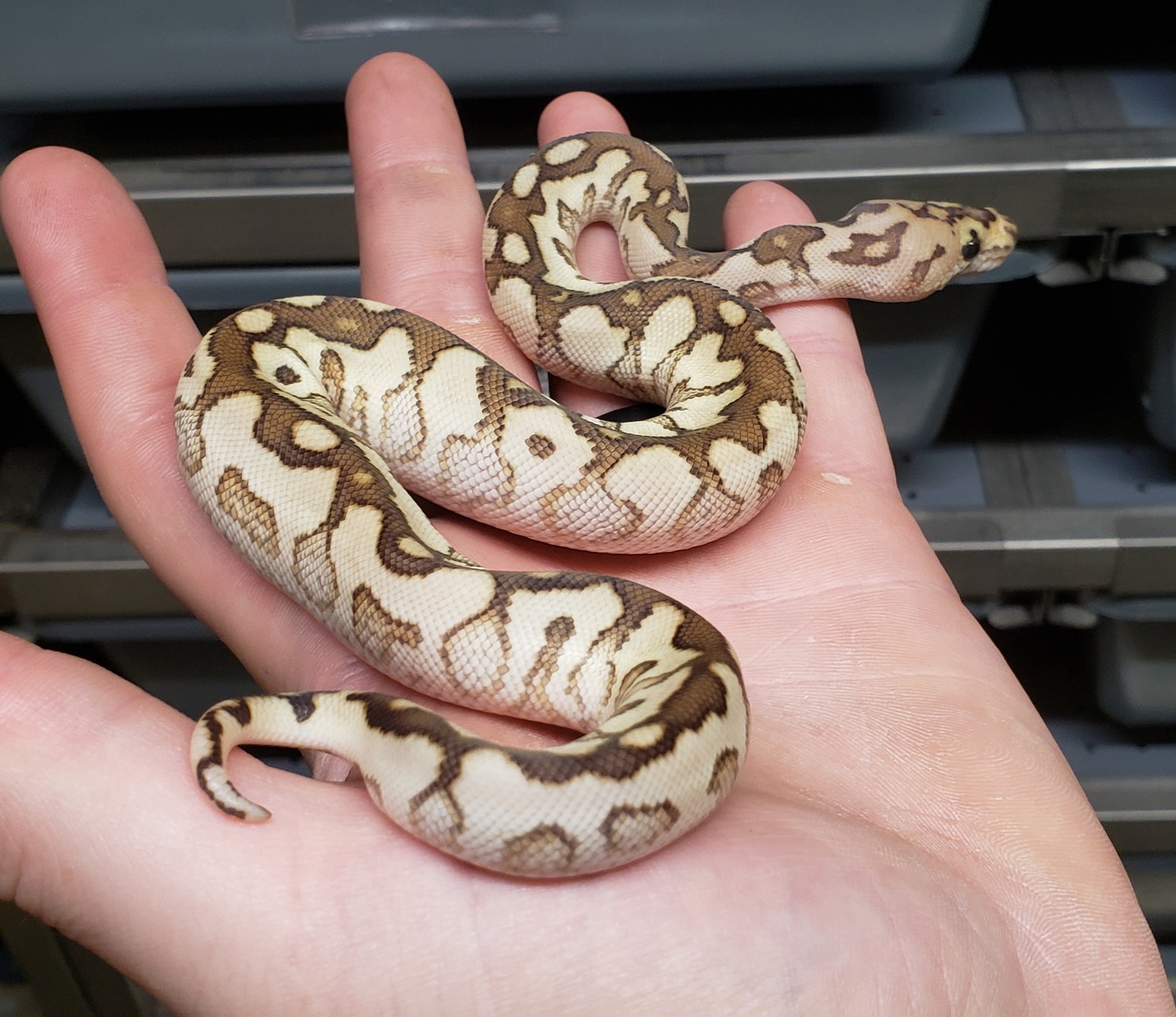 Spotnose Lesser Cinnamon Clown Ball Python by Ball-Mart - MorphMarket