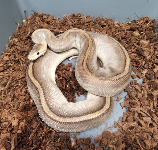 Champagne Arroyo Proven Ball Python by Ball-Mart